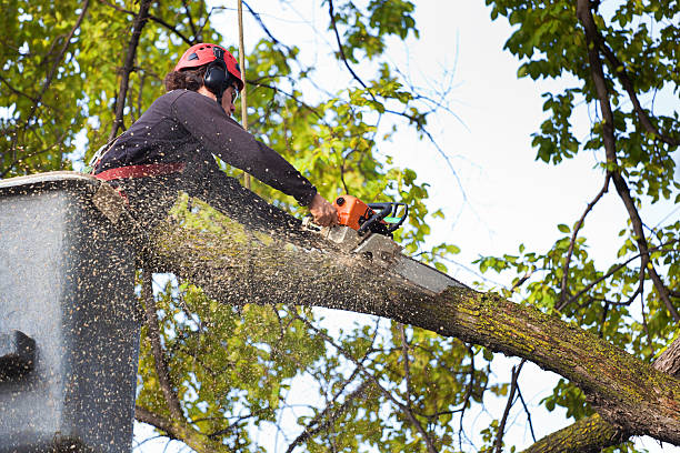 Best Tree Cabling and Bracing  in Four Oaks, NC